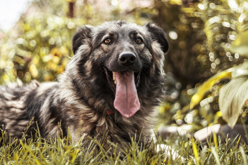 Fluffy Dog Lying Down — Green