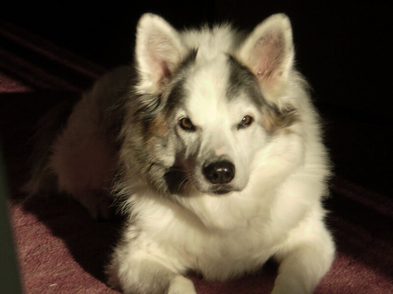 fluffy dog lying down