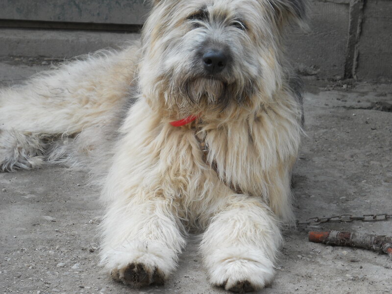 Fluffy Dog Lying Down — White