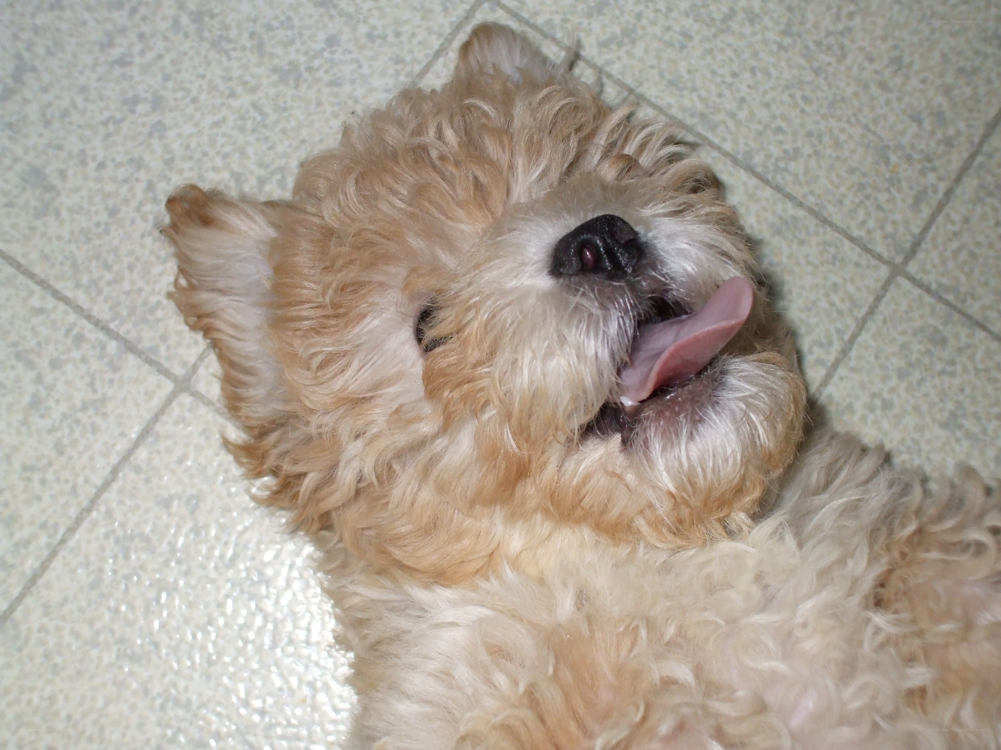 fluffy dog lying on floor