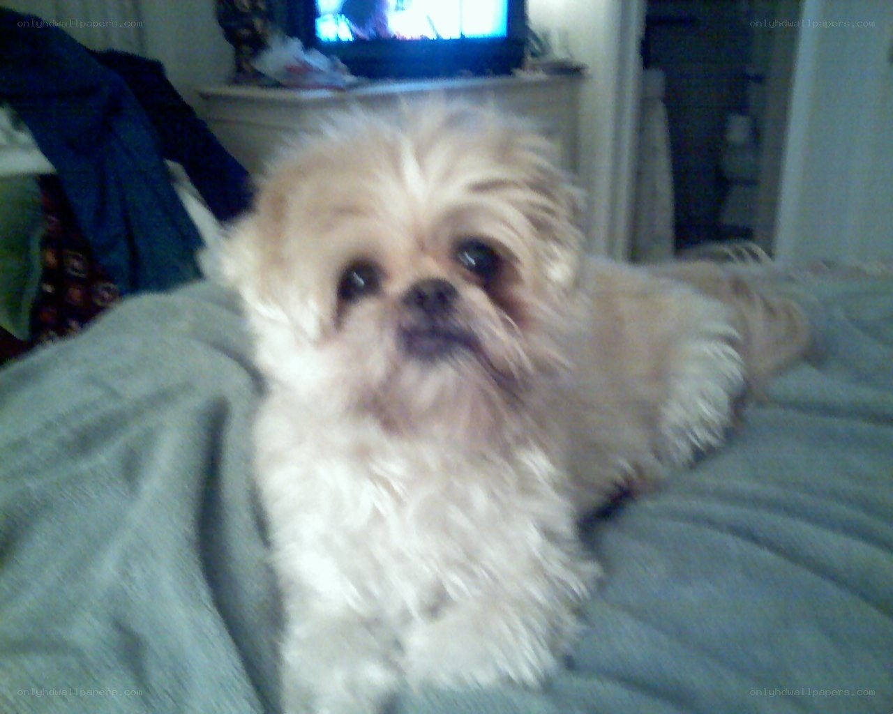 fluffy dog on a bed