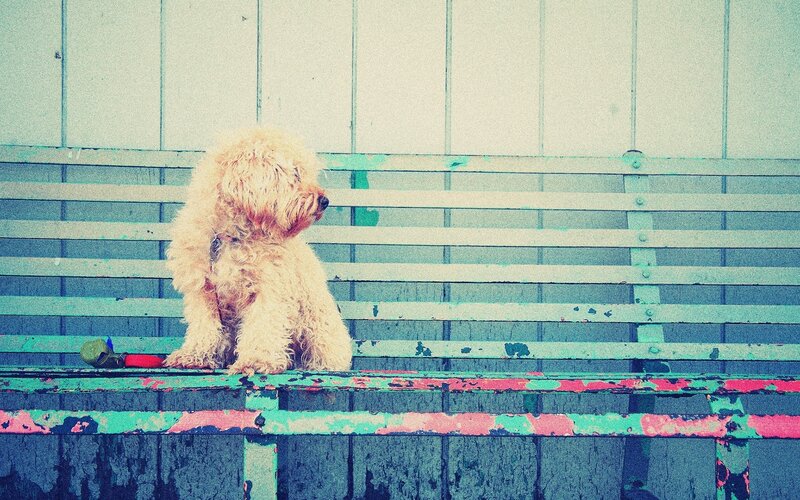 fluffy dog on a bench