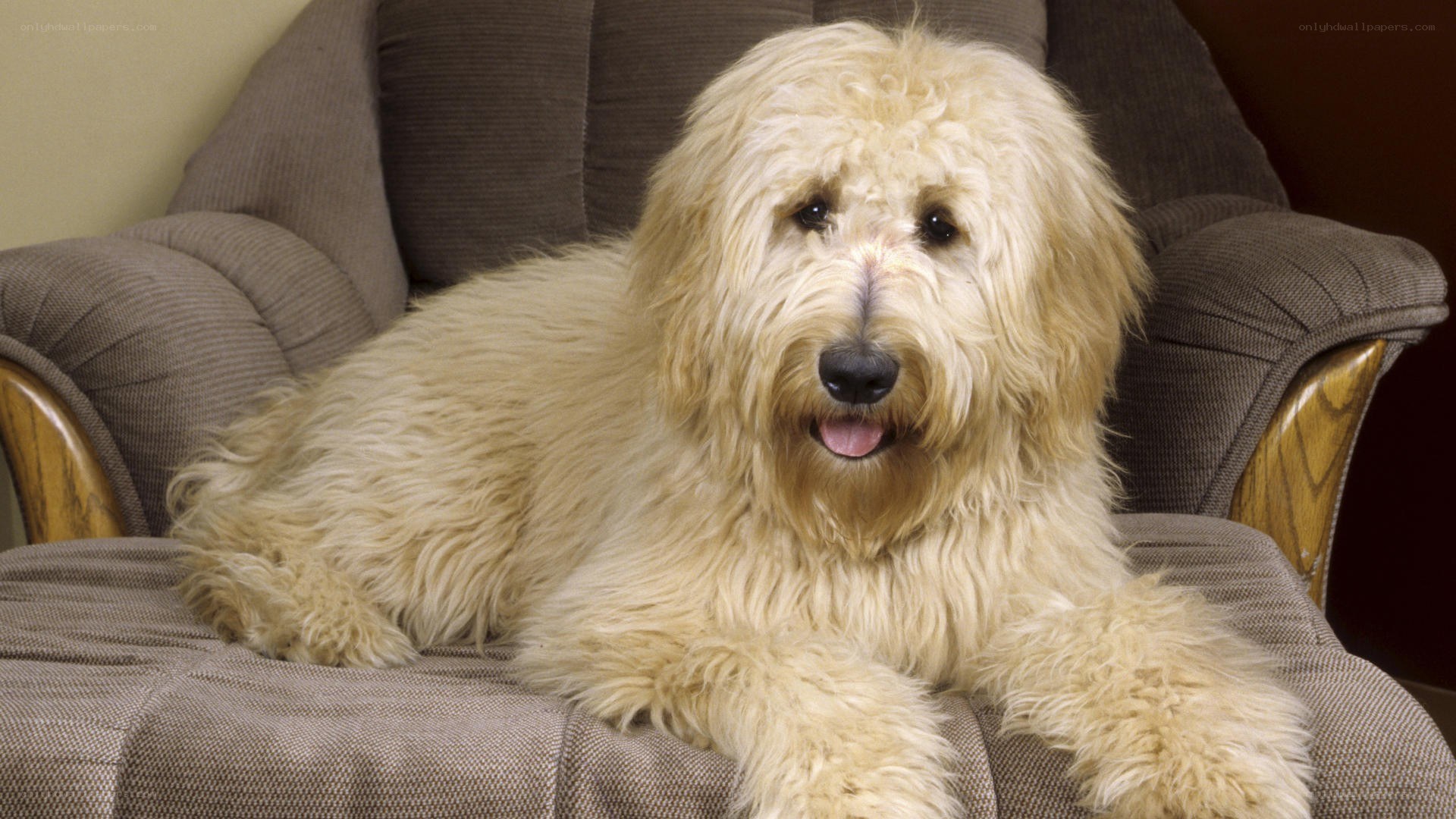 fluffy dog on a couch