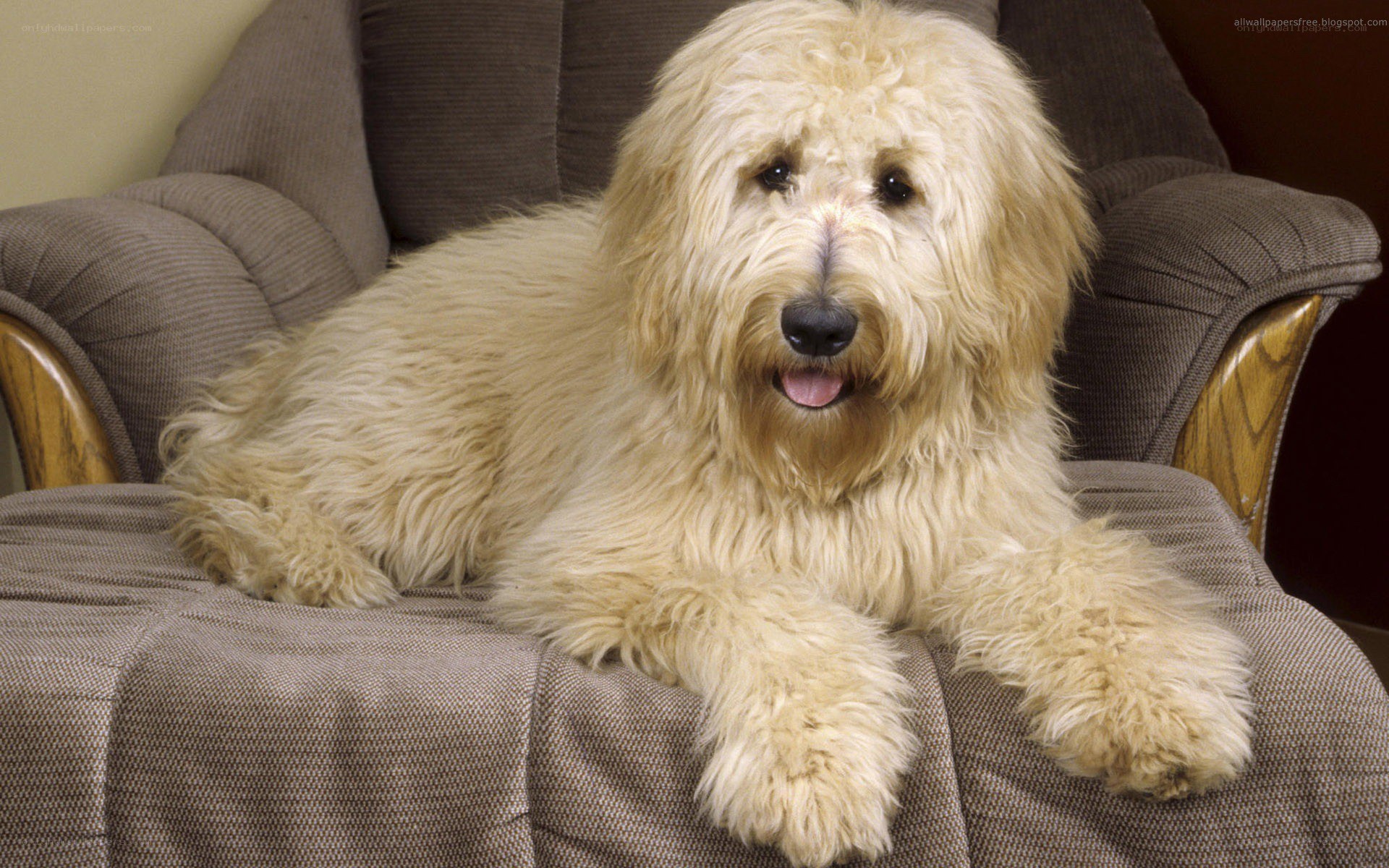 fluffy dog on a couch