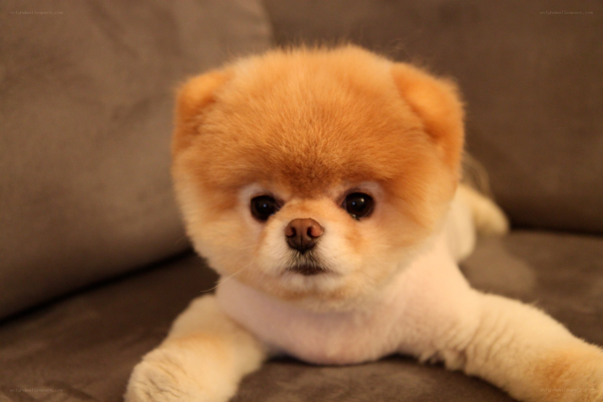 fluffy dog on a couch