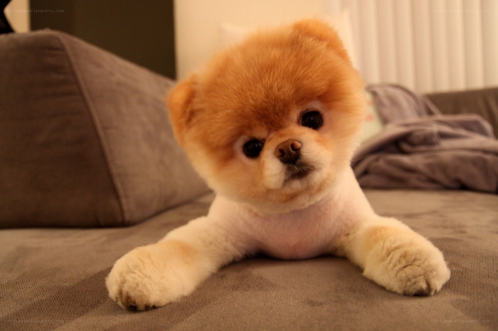 fluffy dog on a couch