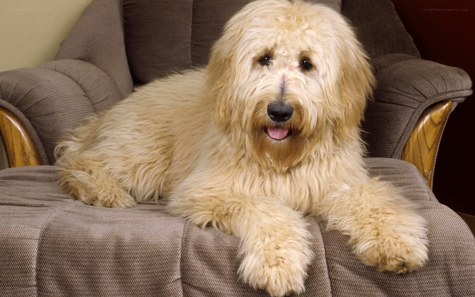 fluffy dog on a couch