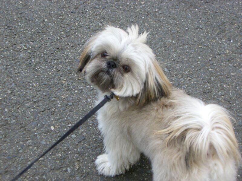 fluffy dog on a leash