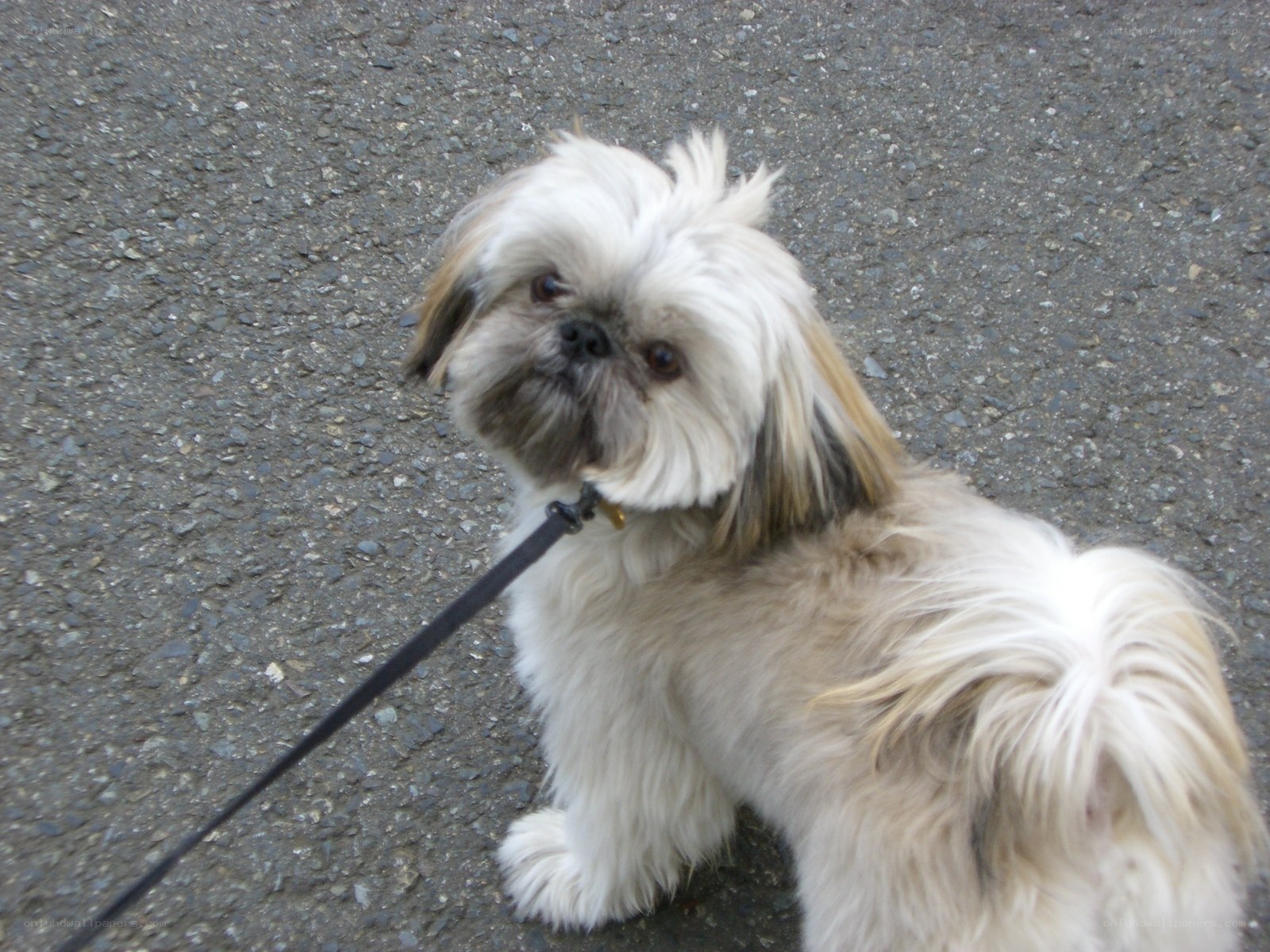 fluffy dog on a leash
