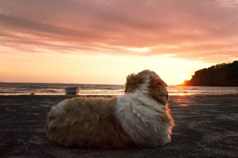 Fluffy Dog on Beach — Orange