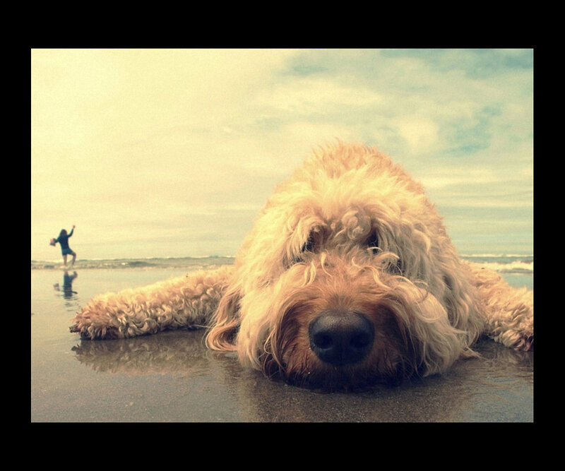 Fluffy Dog on Beach