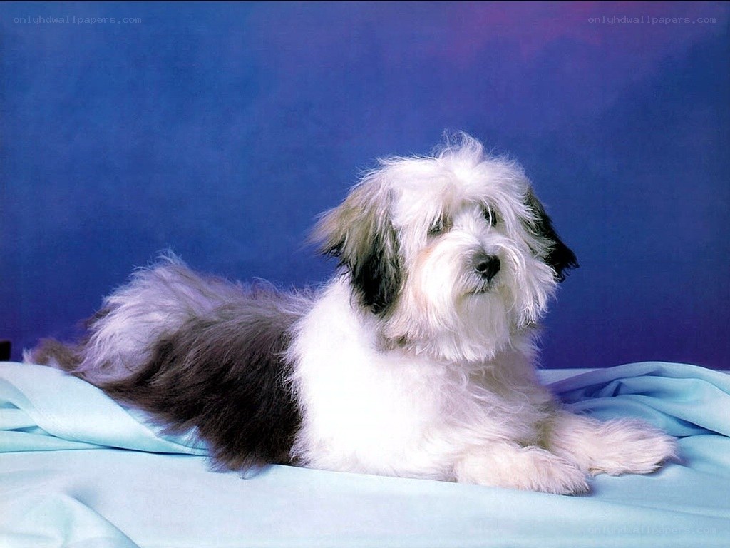 fluffy dog on blue blanket