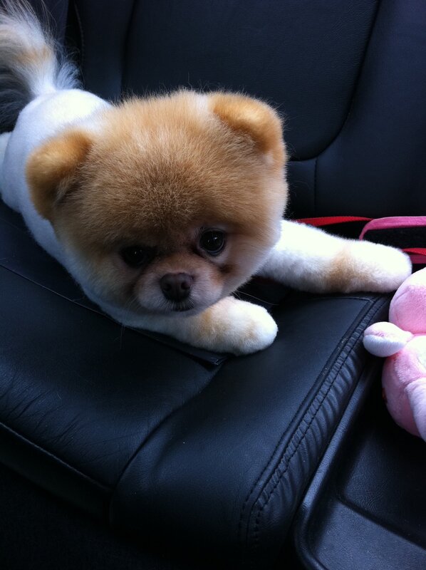 fluffy dog on car seat