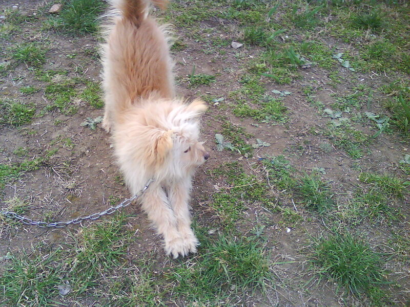 Fluffy Dog on Chain