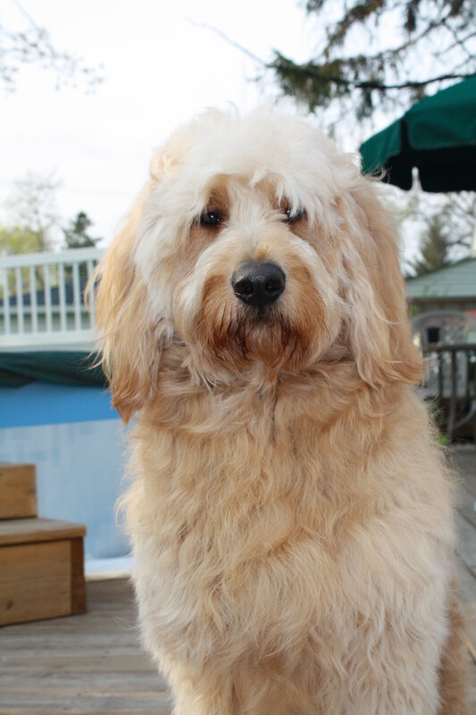 fluffy dog on deck