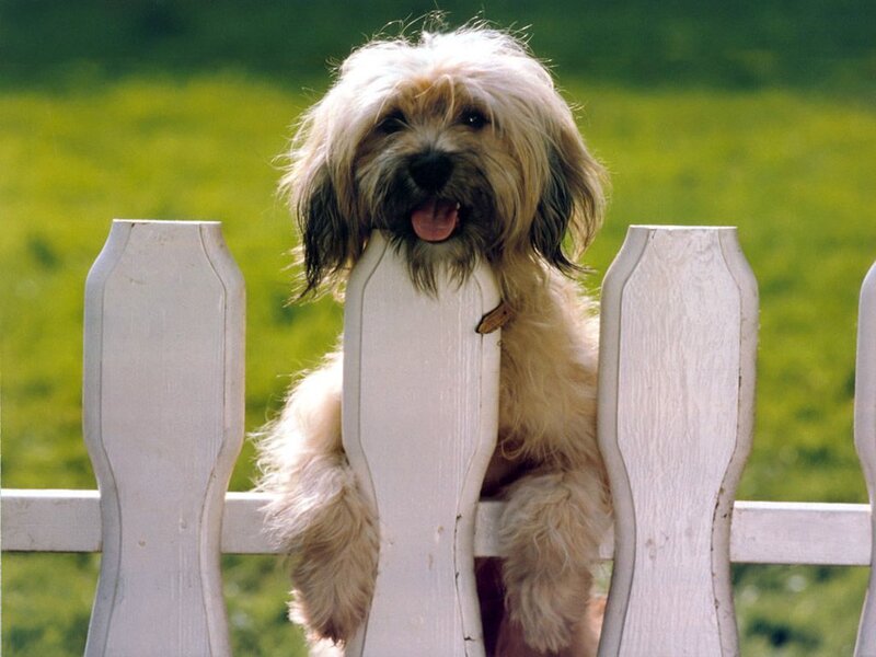 Fluffy Dog on Fence