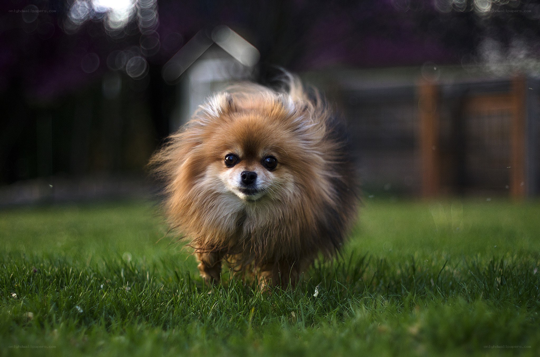 fluffy dog on grass