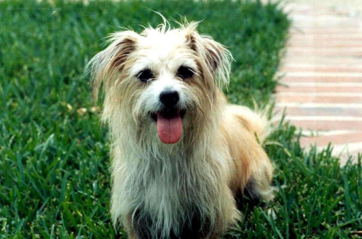 fluffy dog on grass