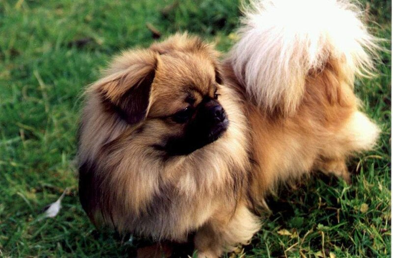 fluffy dog on grass