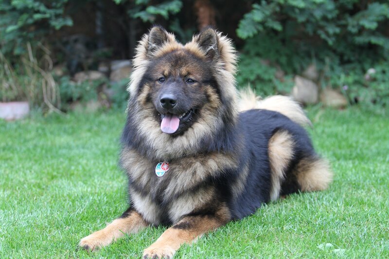 Fluffy Dog on Grass — Green