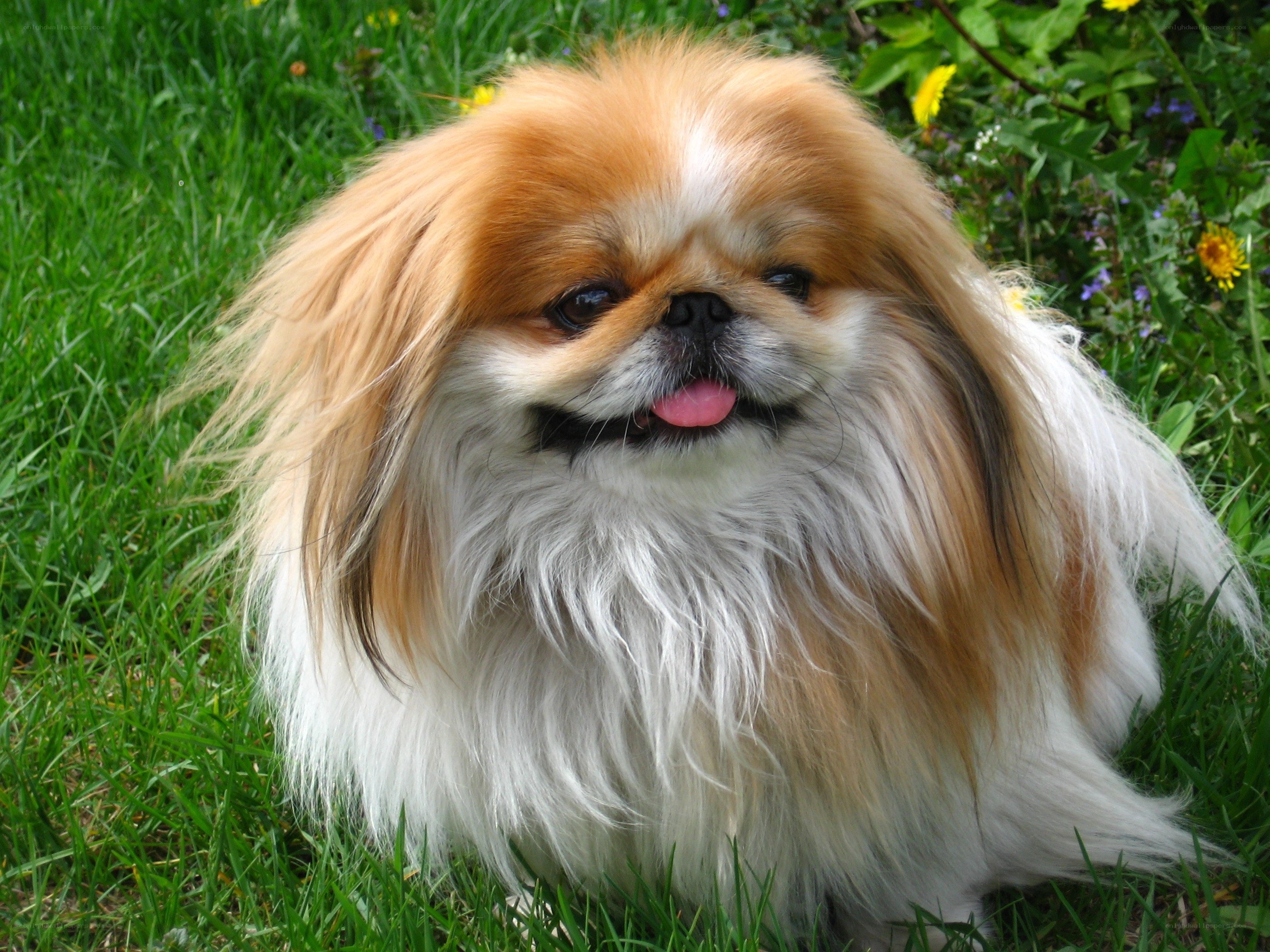 fluffy dog on grass