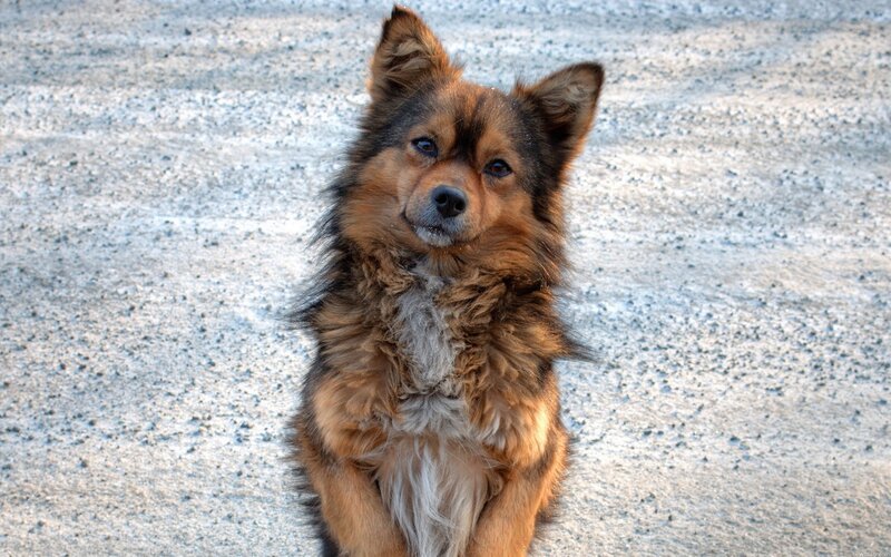 fluffy dog on gravel
