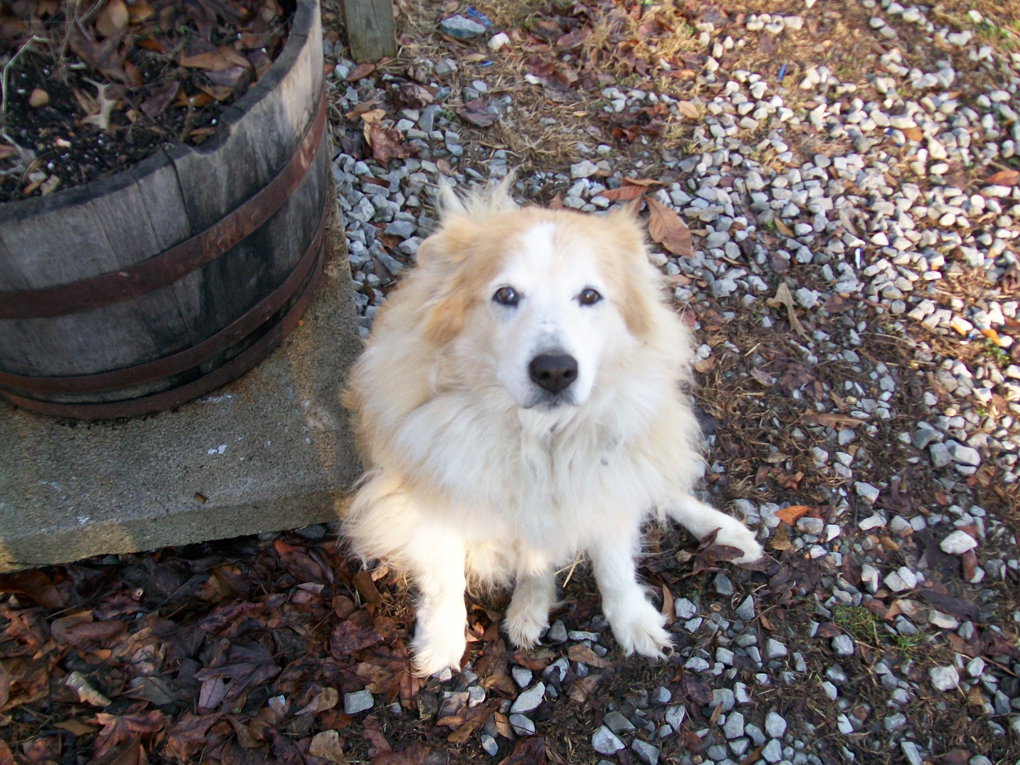 fluffy dog on gravel