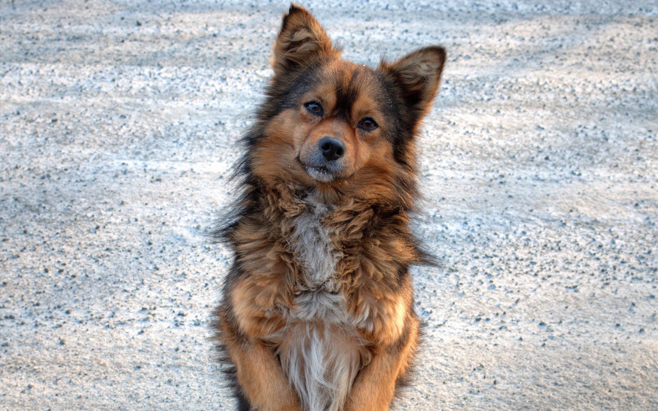 fluffy dog on gravel