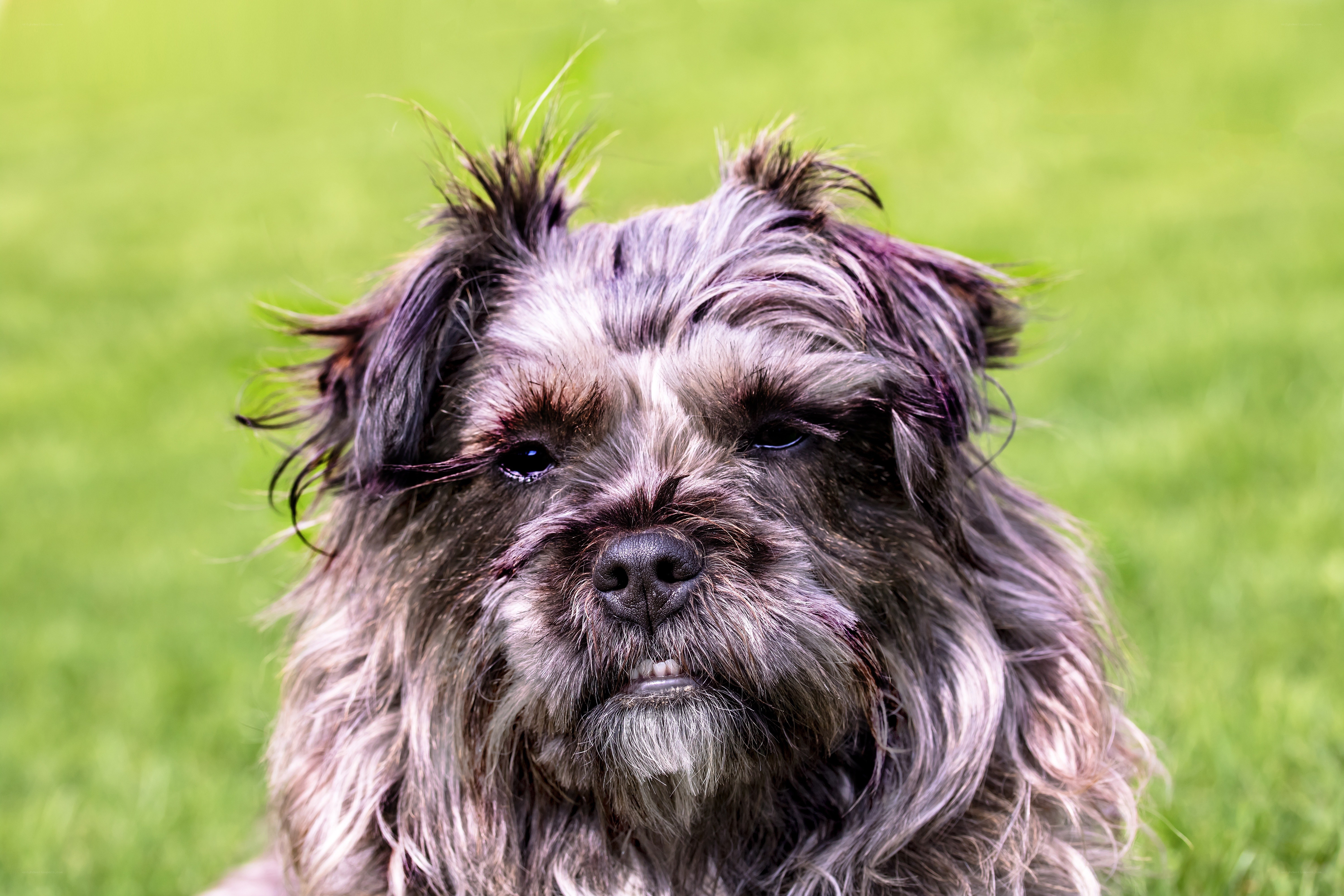 fluffy dog on green grass