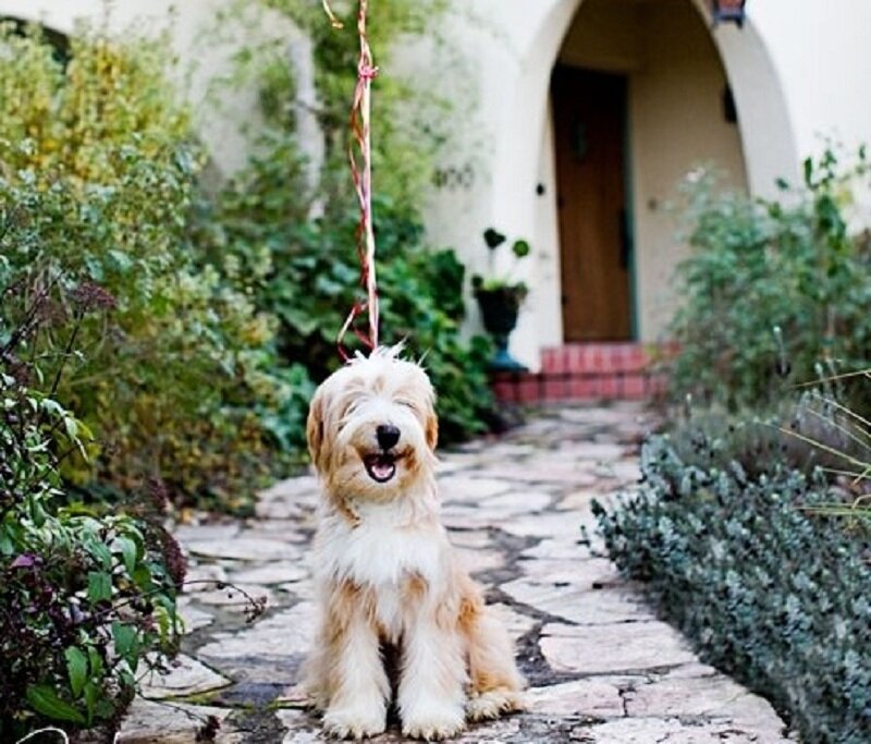 Fluffy Dog on Path