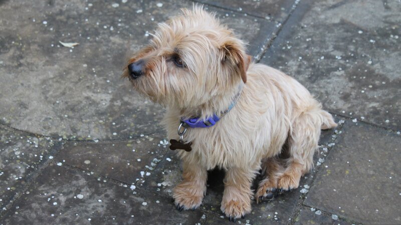 fluffy dog on pavement
