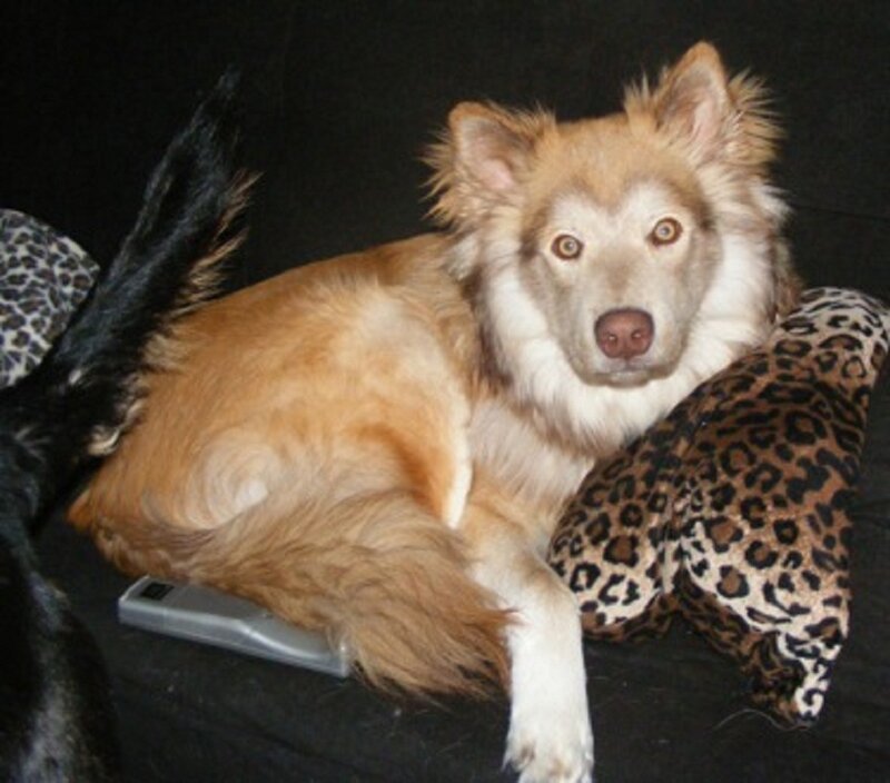 Fluffy Dog on Pillow