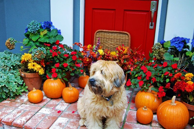 Fluffy Dog on Porch — Orange