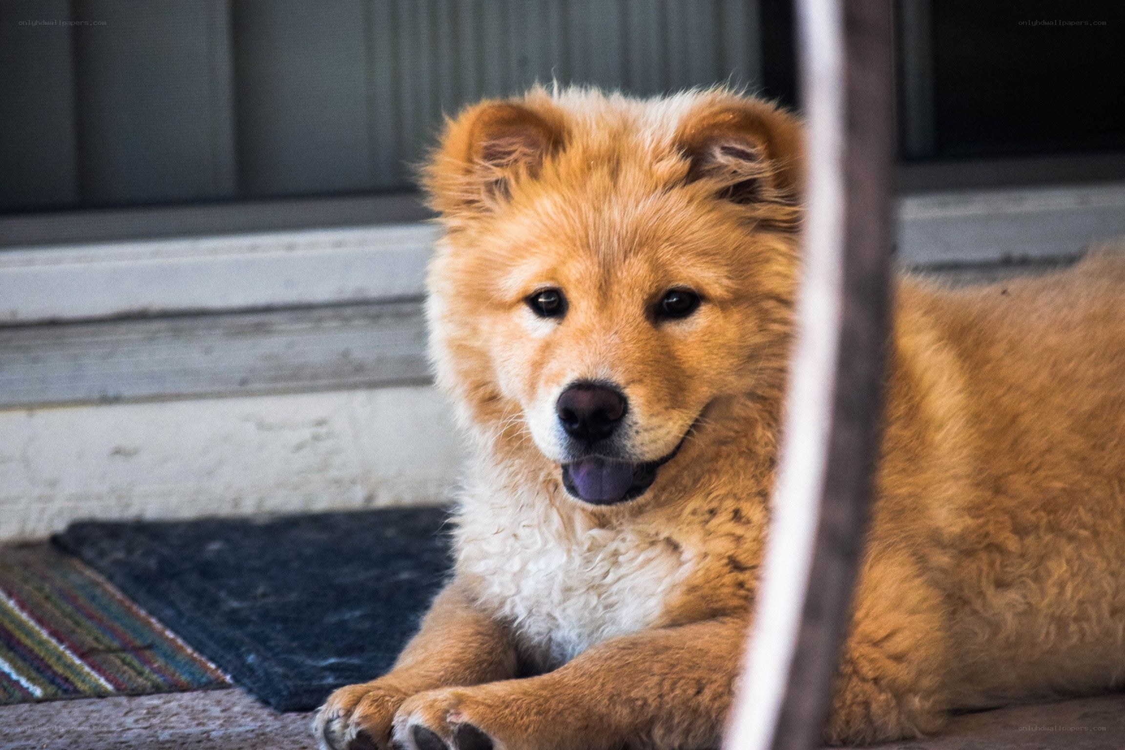 fluffy dog on porch