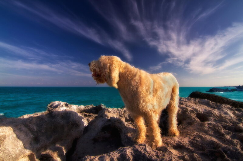 Fluffy Dog on Rocks