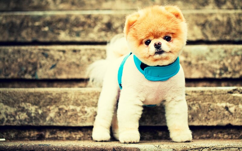 fluffy dog on stone steps