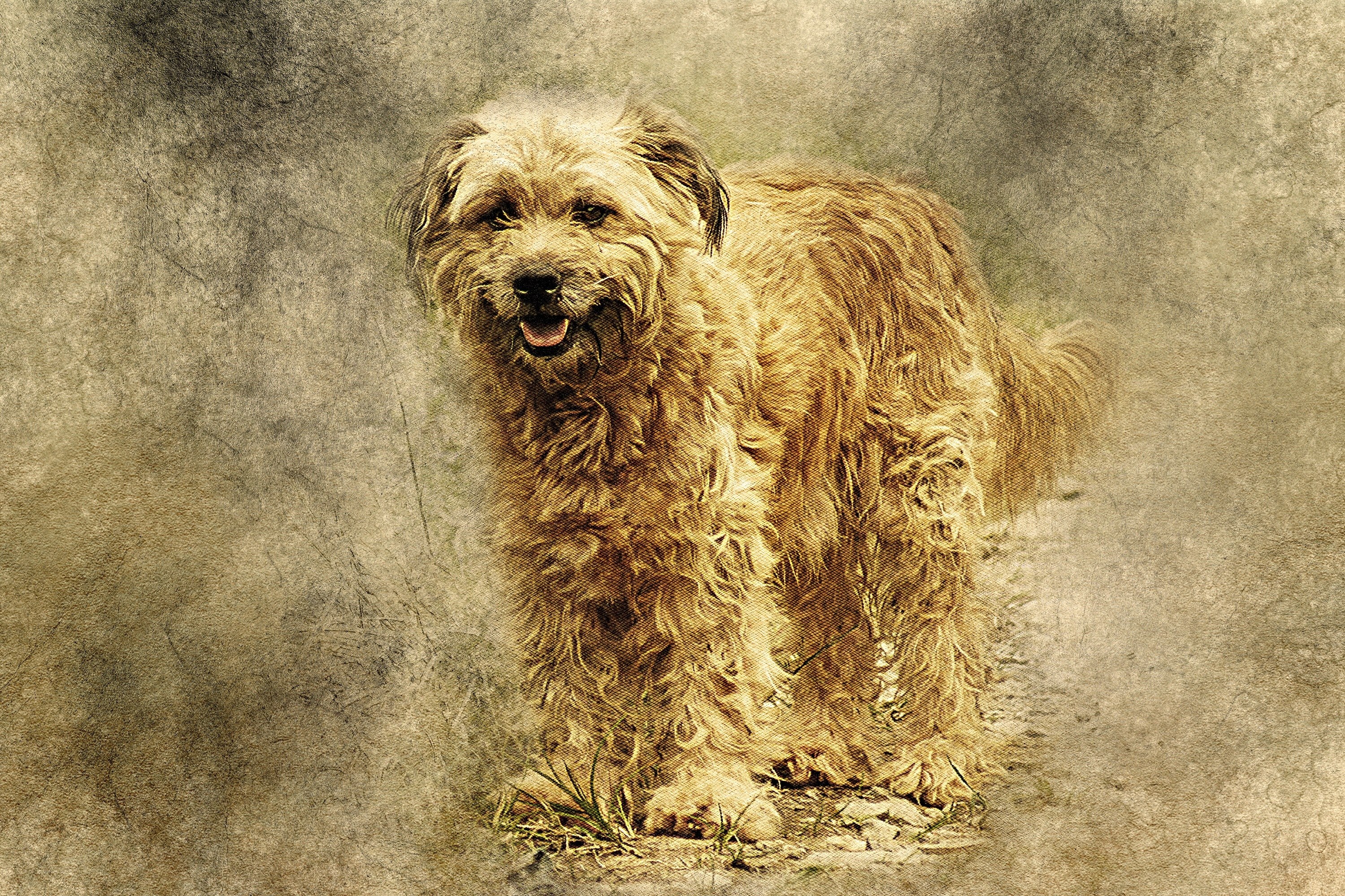 fluffy dog on textured background