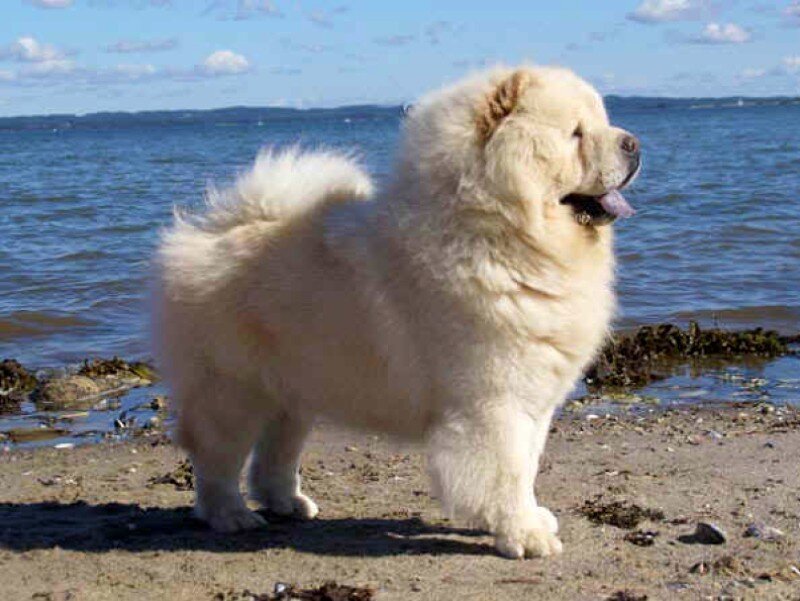 fluffy dog on the beach