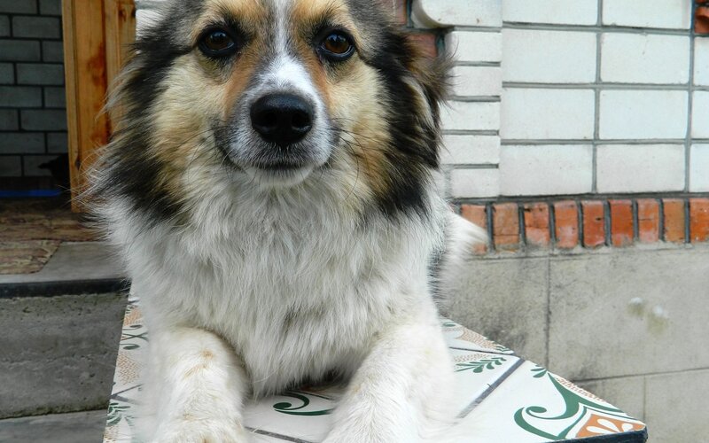fluffy dog on tiled surface