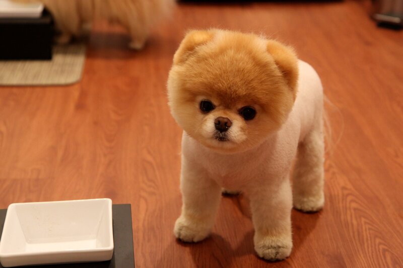 fluffy dog on wooden floor