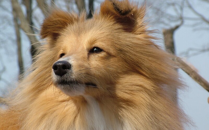 fluffy dog outdoors