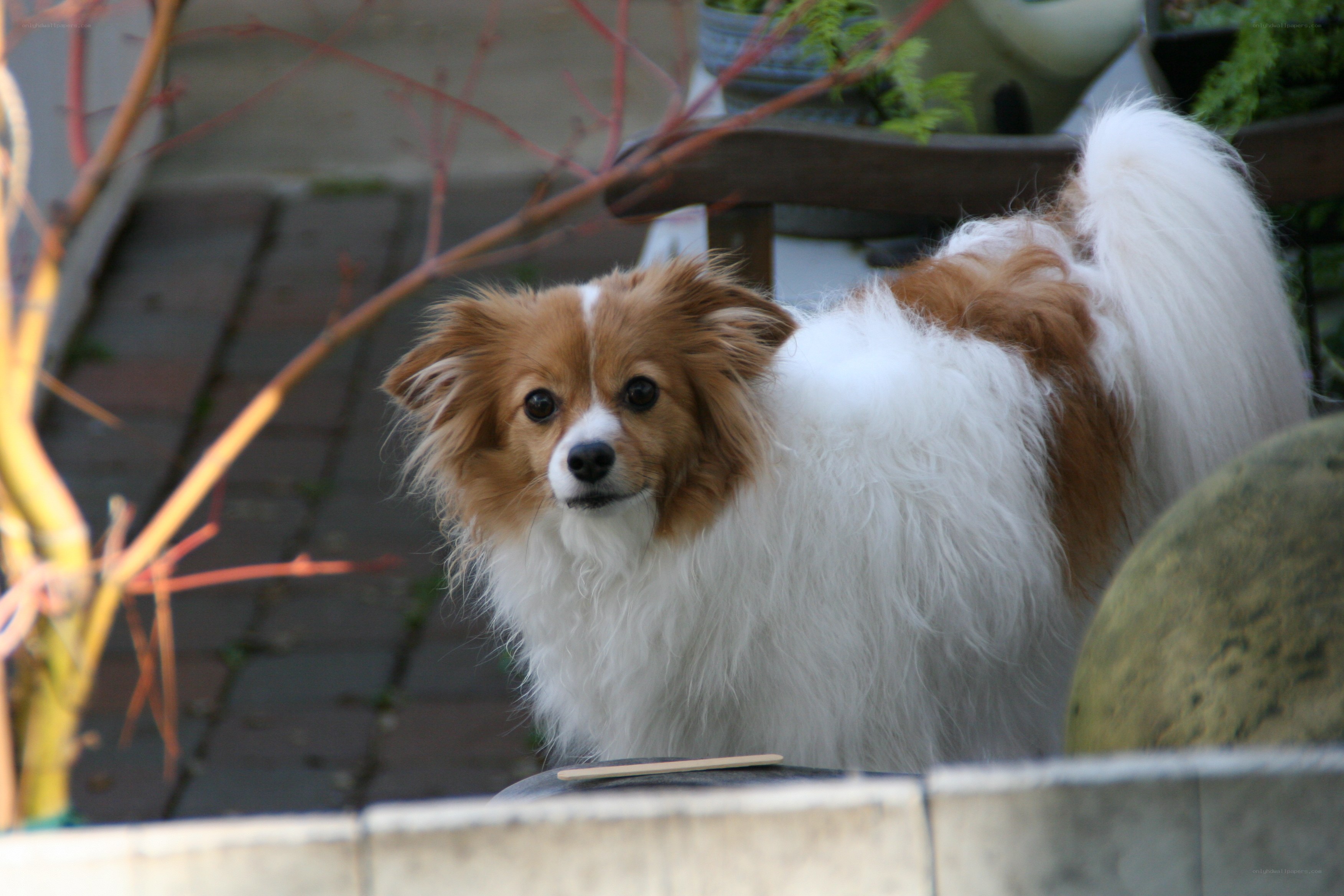 fluffy dog outdoors