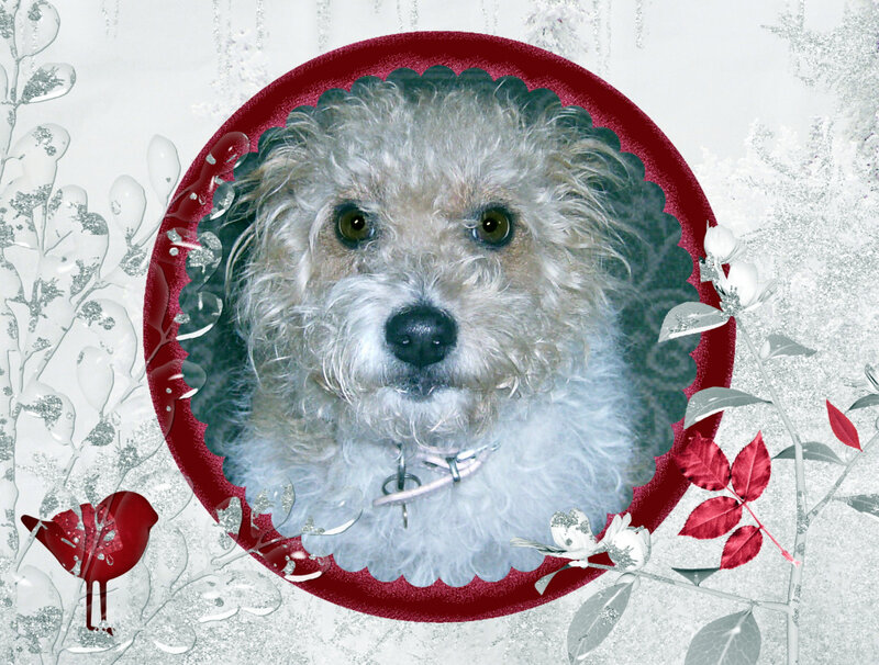 Fluffy Dog Portrait — Red