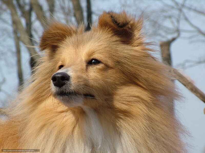 fluffy dog portrait