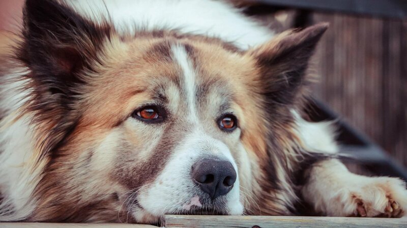 Fluffy Dog Resting — Brown