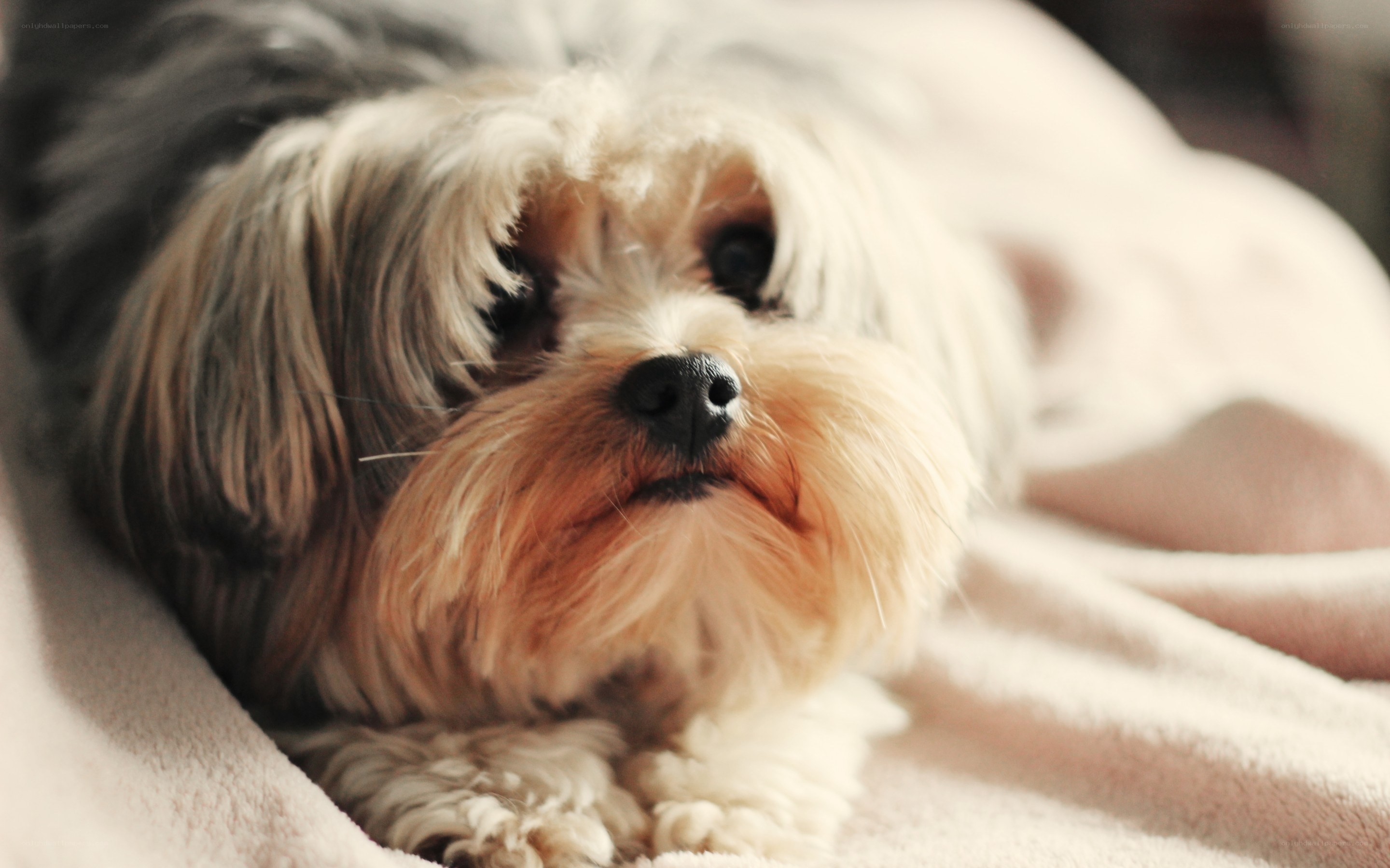 fluffy dog resting on blanket