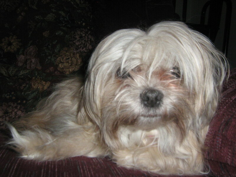 fluffy dog resting on couch