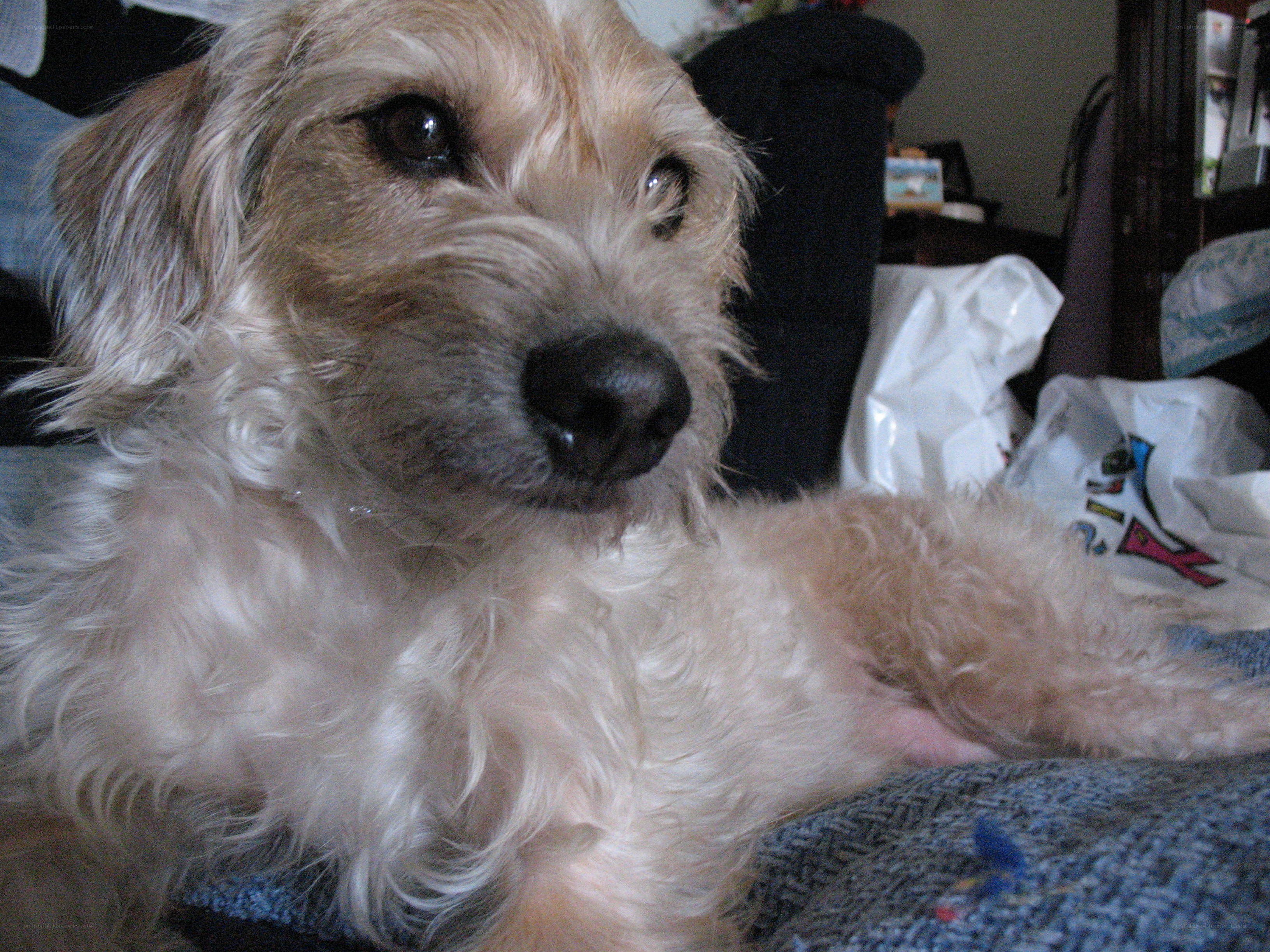 fluffy dog resting on couch