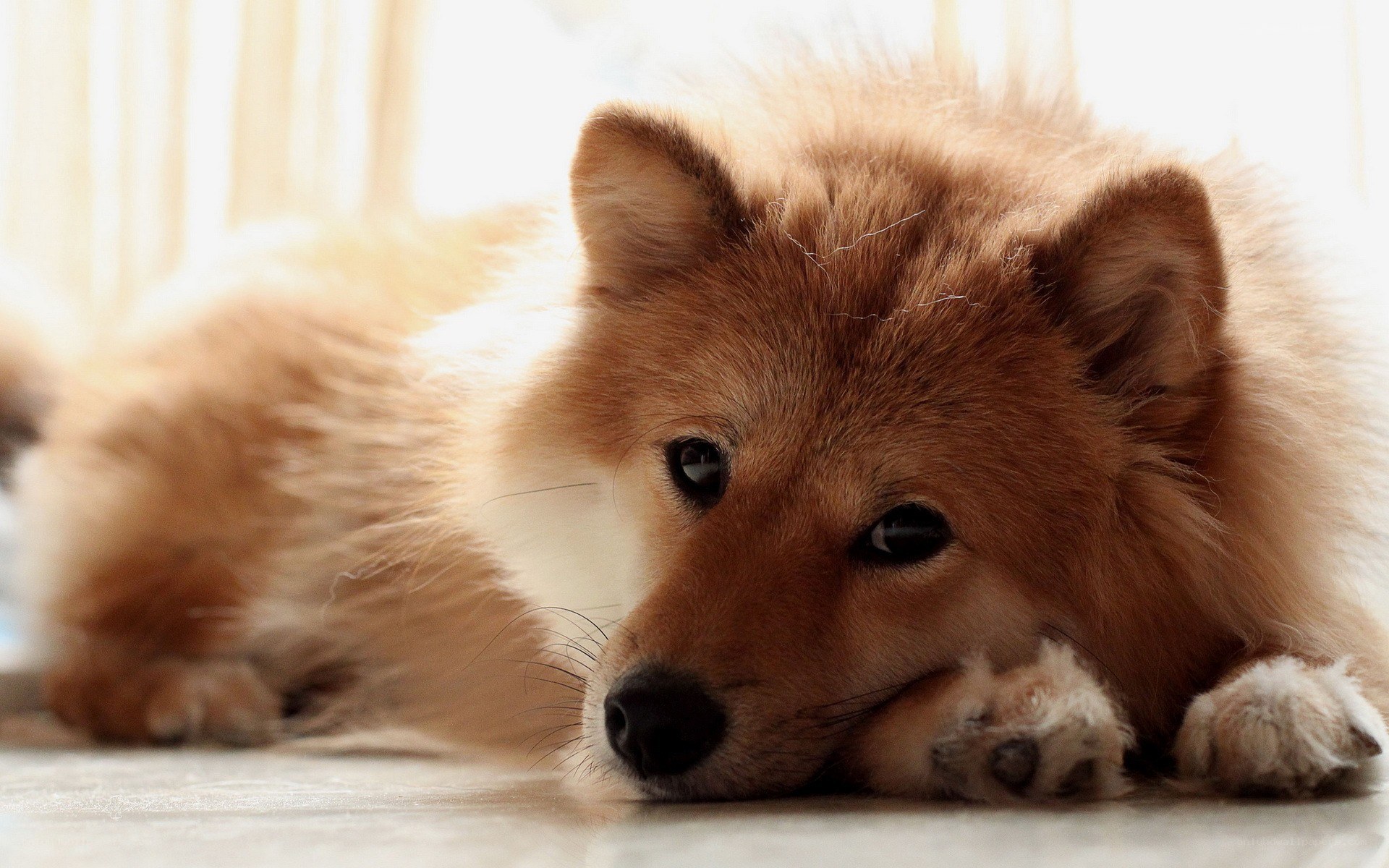 fluffy dog resting on floor