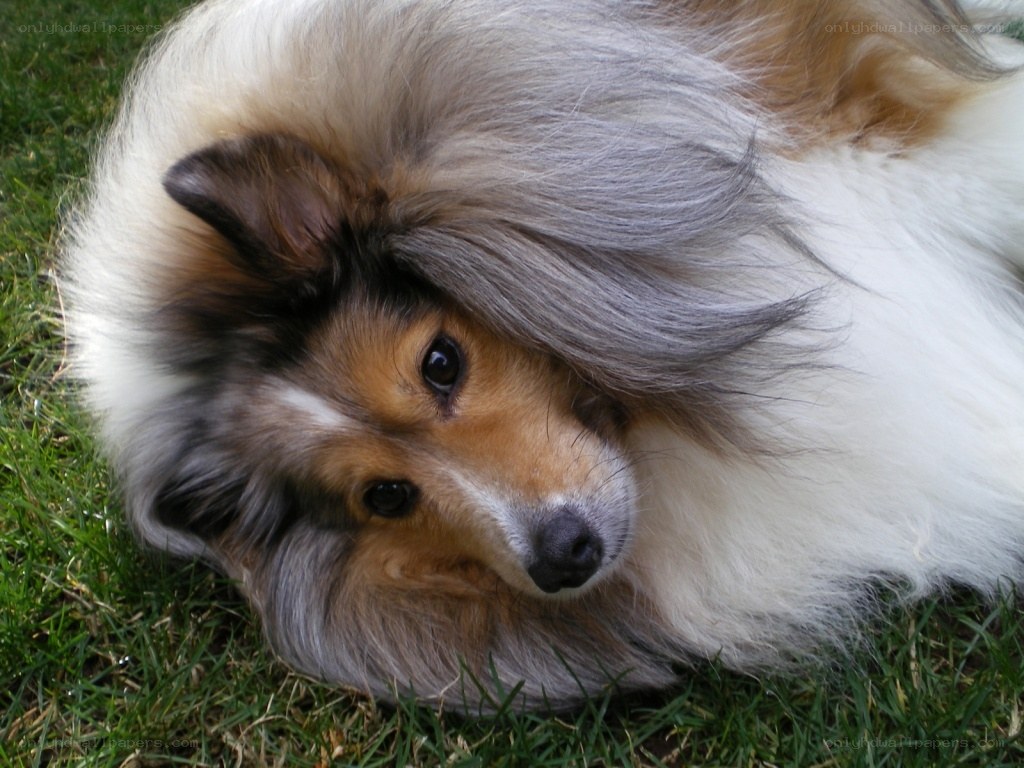 fluffy dog resting on grass
